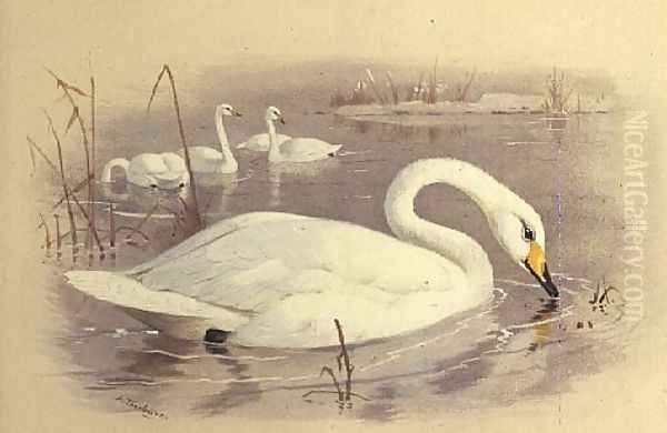 Swans on Water Oil Painting by Archibald Thorburn