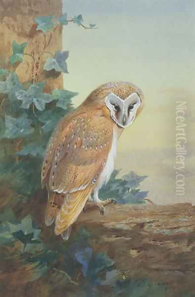 Barn Owl, 1916 Oil Painting by Archibald Thorburn