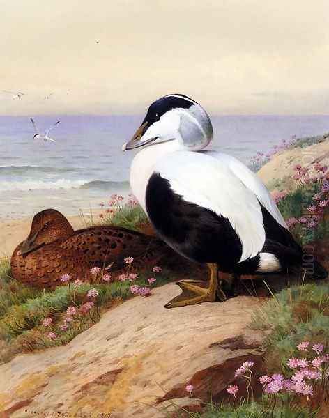 Common Eider Ducks Oil Painting by Archibald Thorburn