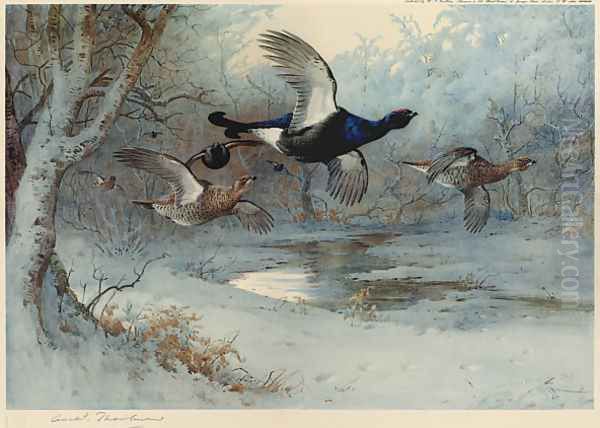 Blackcock Through the Silver Birches Oil Painting by Archibald Thorburn