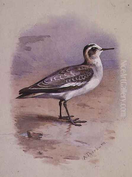 A Grey Phalarope Oil Painting by Archibald Thorburn