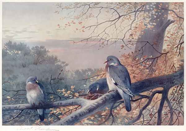 Wood Pigeons in Beech Tree Oil Painting by Archibald Thorburn