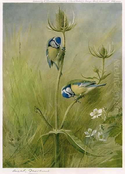 Blue Tits on Teasel Oil Painting by Archibald Thorburn