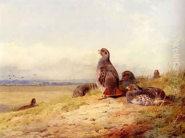 Red Partridges Oil Painting by Archibald Thorburn