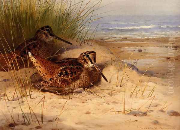 Woodcock Nesting On A Beach Oil Painting by Archibald Thorburn