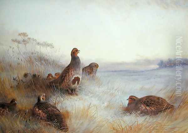 Partridges in Early Morning, 1910 Oil Painting by Archibald Thorburn