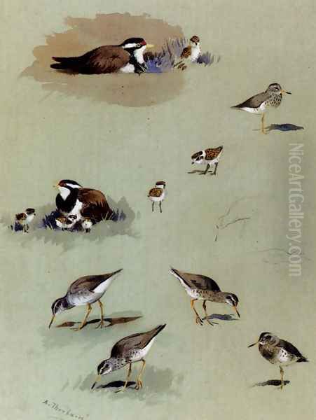 Study of sandpipers, cream-coloured coursers and other birds Oil Painting by Archibald Thorburn