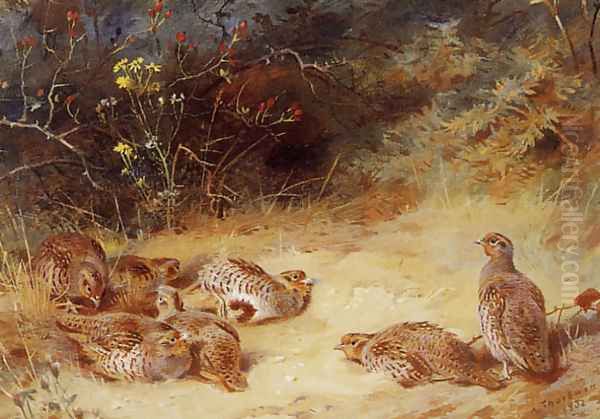 Autumn Partridge Dusting Oil Painting by Archibald Thorburn