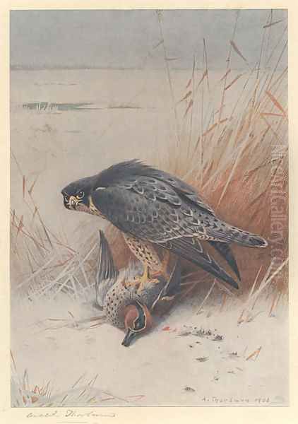 Peregrine Falcon on Teal Oil Painting by Archibald Thorburn