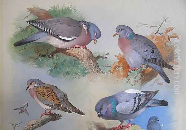 A Wood Pigeon, A Stock Dove, A Turtle Dove, A Rock Pigeon Oil Painting by Archibald Thorburn