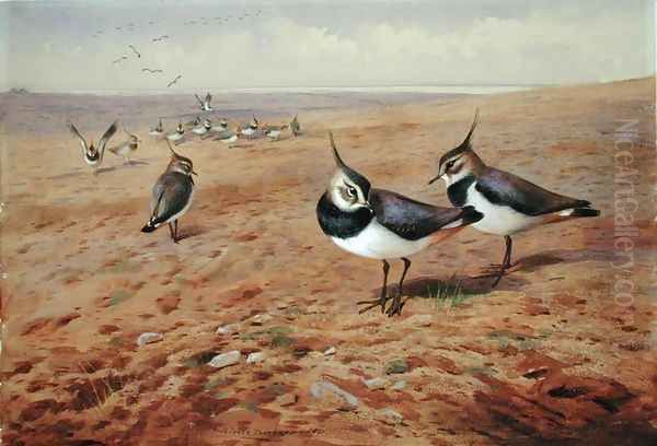 Lapwings on the Plough, 1901 Oil Painting by Archibald Thorburn