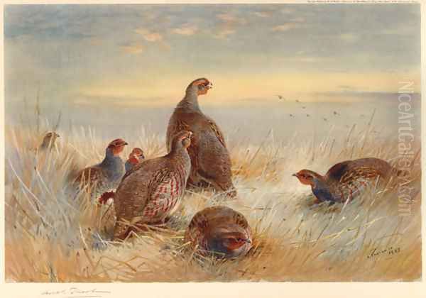 Partridges in the Stubble Oil Painting by Archibald Thorburn