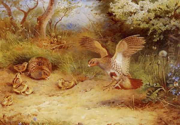 Summer Partridge and Chicks Oil Painting by Archibald Thorburn