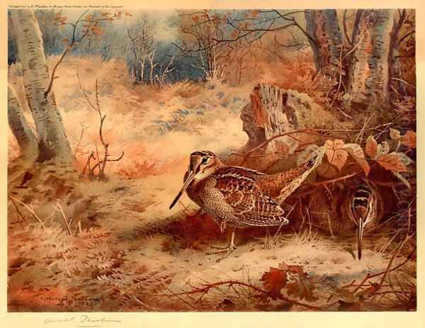 Woodcock Oil Painting by Archibald Thorburn