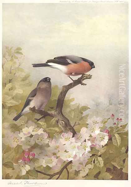 Cock and Hen Bullfinches Oil Painting by Archibald Thorburn