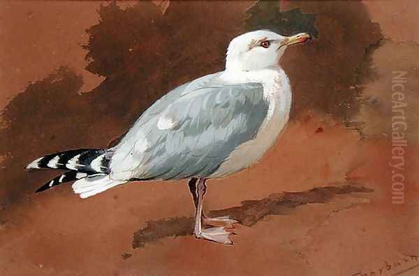 Gull Oil Painting by Archibald Thorburn