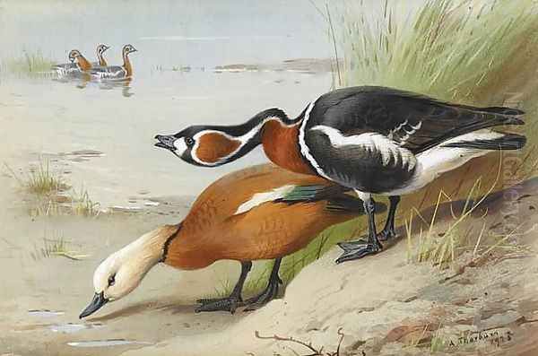 Ruddy Shelduck and Red-Breasted Goose Oil Painting by Archibald Thorburn