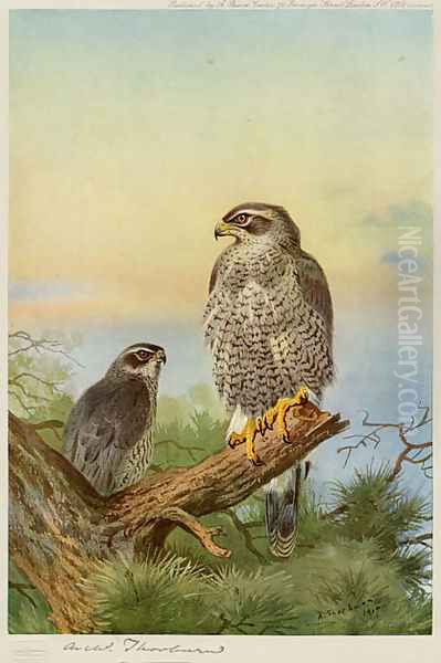 Goshawk Oil Painting by Archibald Thorburn