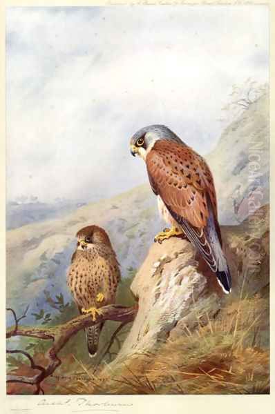 Kestrel Oil Painting by Archibald Thorburn