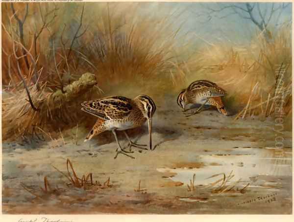 Snipe Probing Oil Painting by Archibald Thorburn