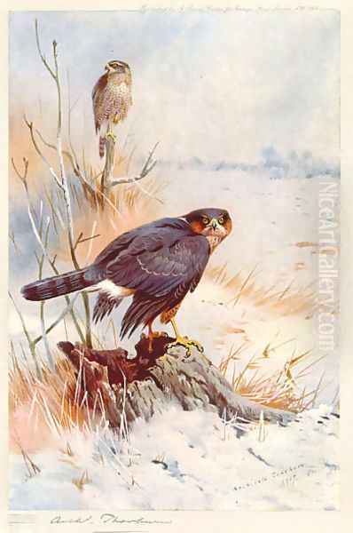 Sparrowhawk Oil Painting by Archibald Thorburn