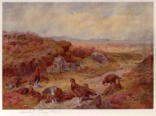 Grouse on the Peat Bogs Oil Painting by Archibald Thorburn