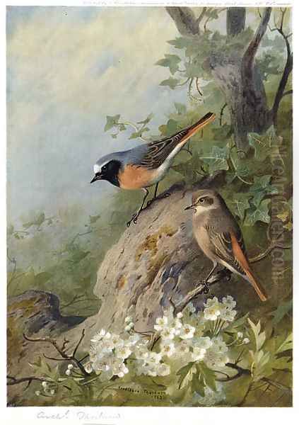 Cock and Hen Redstarts Oil Painting by Archibald Thorburn