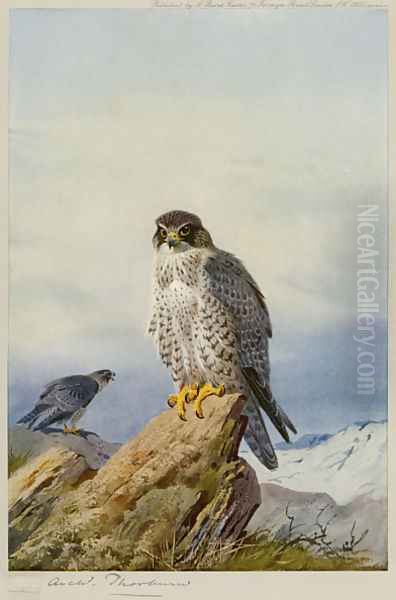 Gyr-Falcon Oil Painting by Archibald Thorburn