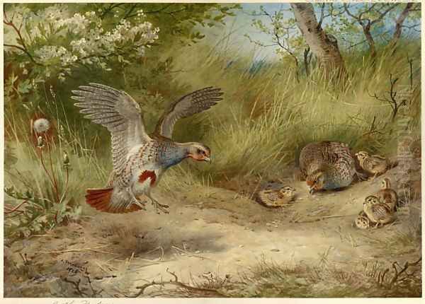 Partridges and Young Oil Painting by Archibald Thorburn