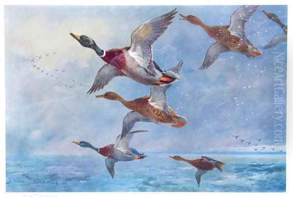 Mallard in Squally Weather Oil Painting by Archibald Thorburn