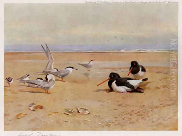 Oyster Catchers, Terns and Ringed Plovers Oil Painting by Archibald Thorburn