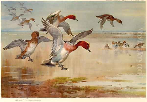 Wigeon Alighting Oil Painting by Archibald Thorburn