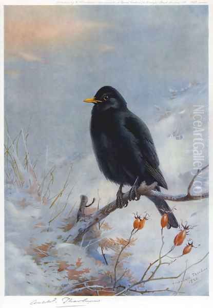 Winter Blackbird Oil Painting by Archibald Thorburn