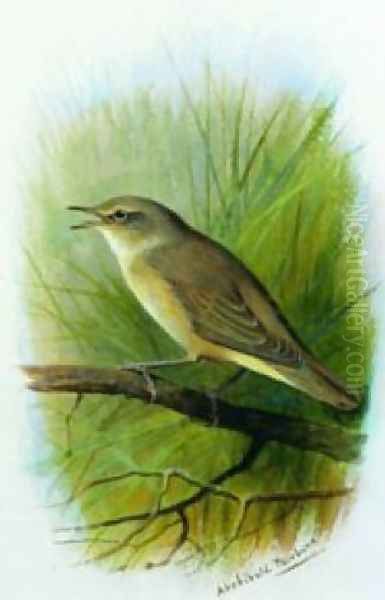 Reed Warbler Oil Painting by Archibald Thorburn