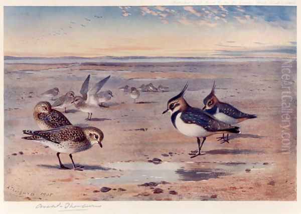 Lapwing and Golden Plover Oil Painting by Archibald Thorburn