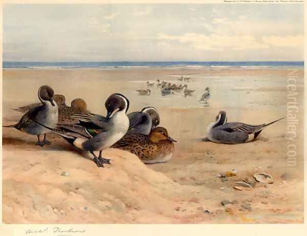 Pintails on the Shore Oil Painting by Archibald Thorburn