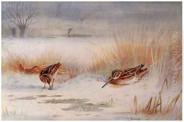 Snipe Oil Painting by Archibald Thorburn