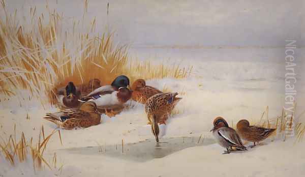 Mallard and Teal Oil Painting by Archibald Thorburn