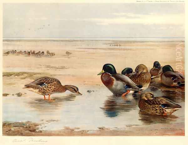 Mallard on the Shore Oil Painting by Archibald Thorburn