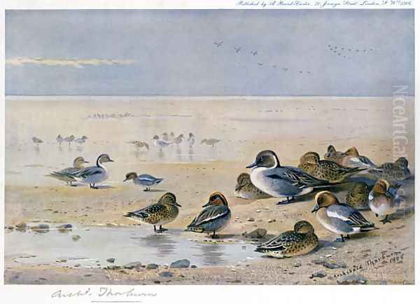 Pintail, Wigeon and Teal Oil Painting by Archibald Thorburn