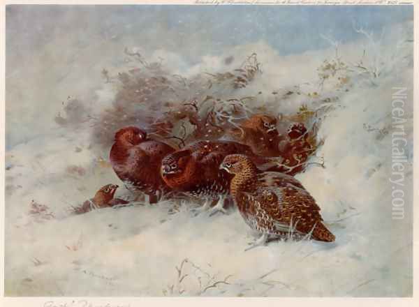 Grouse Sheltering Oil Painting by Archibald Thorburn