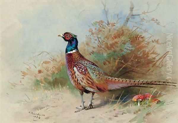 A cock pheasant 3 Oil Painting by Archibald Thorburn