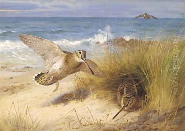 A haven of rest Woodcock on the shore Oil Painting by Archibald Thorburn