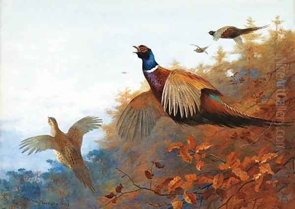 Breaking out of Cover Pheasant in flight Oil Painting by Archibald Thorburn