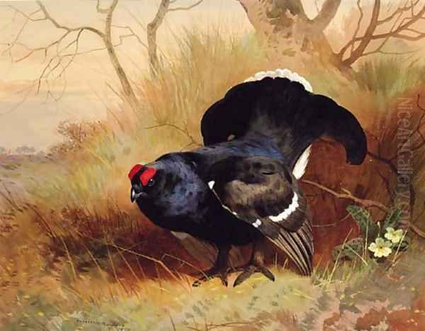 A Blackcock in a Woodland Clearing Oil Painting by Archibald Thorburn