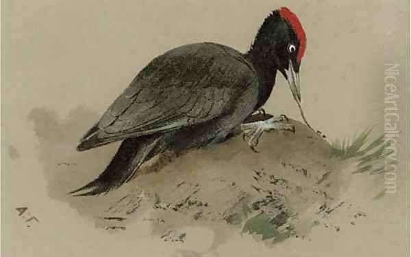 A Swedish woodpecker Oil Painting by Archibald Thorburn