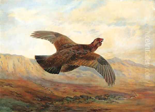 A Red Grouse in flight above Moorland Oil Painting by Archibald Thorburn