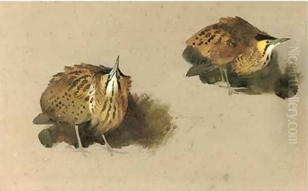 Bittern studies Oil Painting by Archibald Thorburn