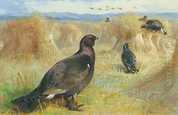 Blackcock amongst the corn stookes Oil Painting by Archibald Thorburn