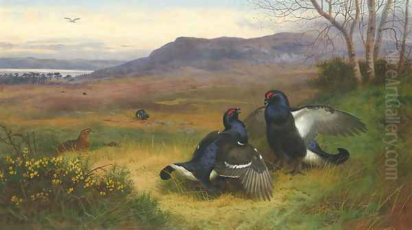 Blackcock at the Lek Oil Painting by Archibald Thorburn